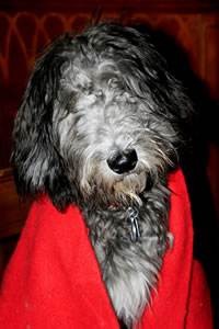 Fleecy in Red Blanket 1